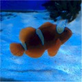 MAROON CLOWN PAIR